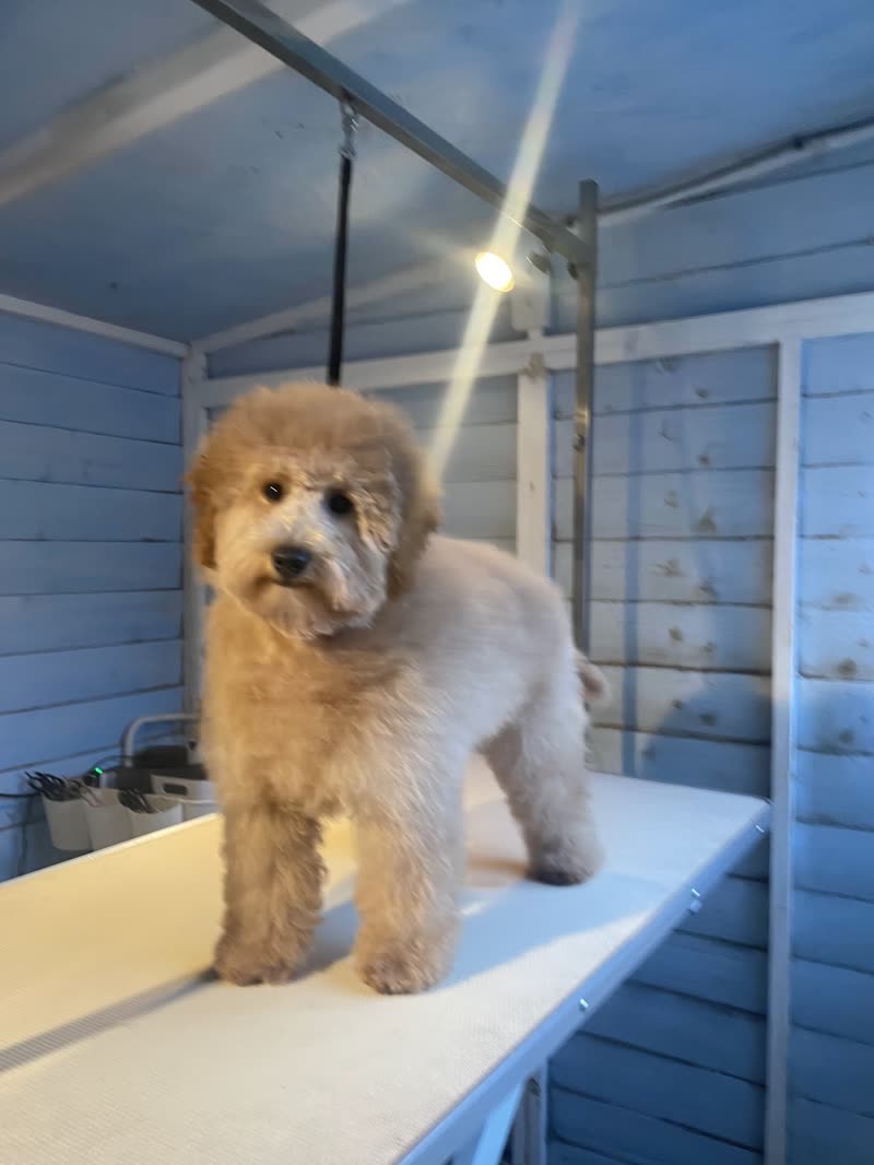Inside the grooming room: a cockapoo on the grooming table under a shaft of sunlight