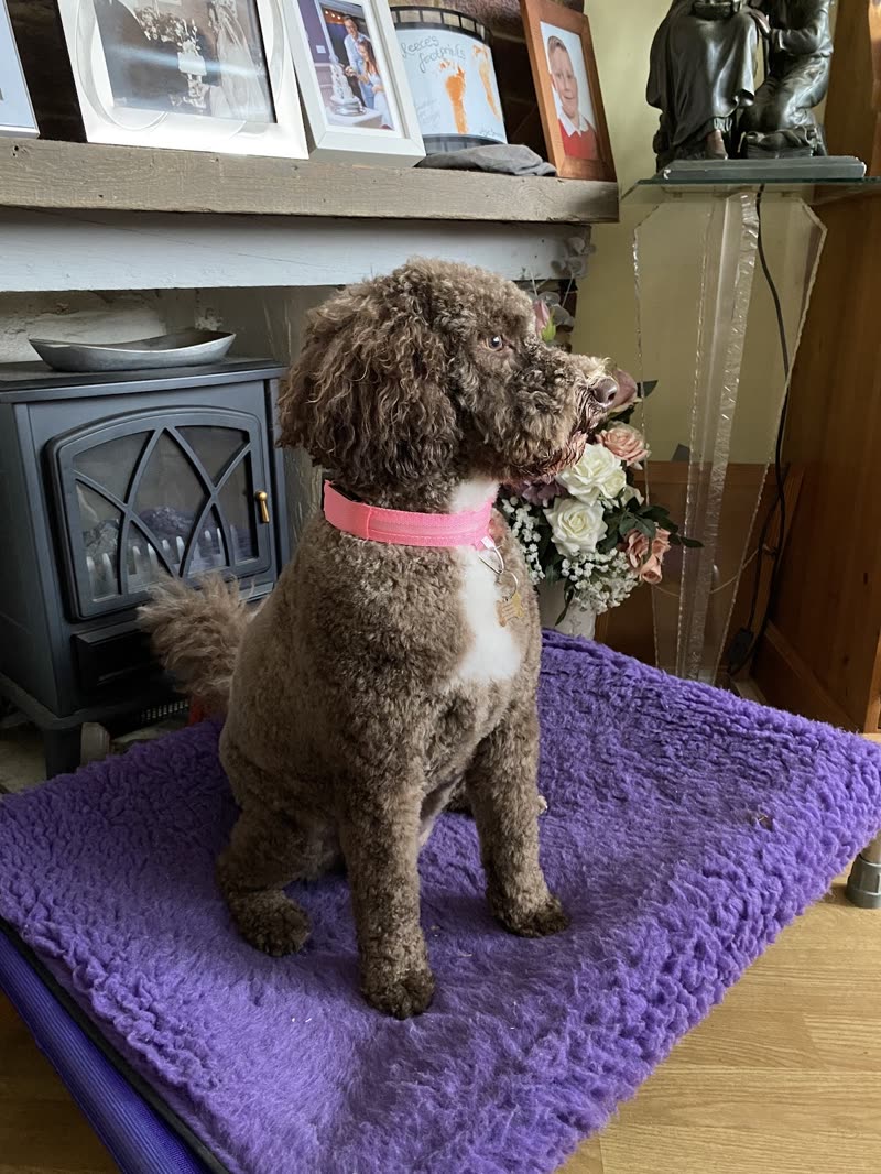 A finished cockapoo sitting on the grooming mat in a bandana by the wood burner