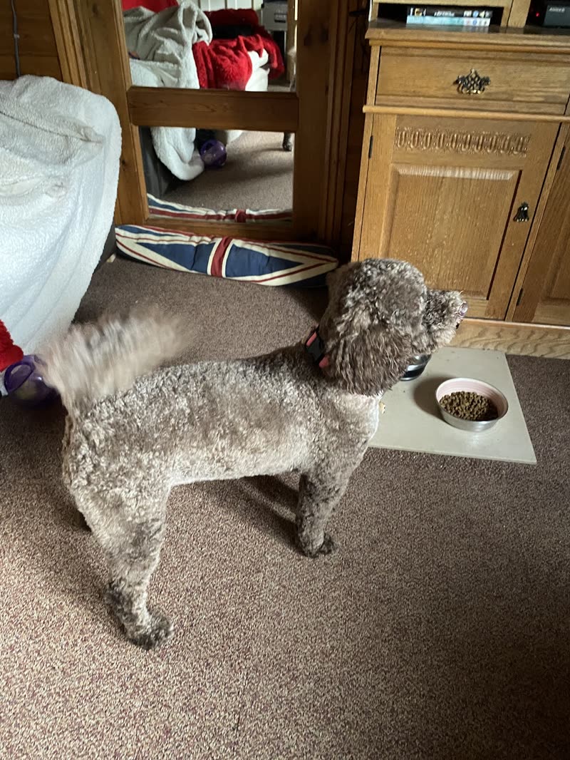 Side-on view of a grey poodle-type dog's short body clip and topknot