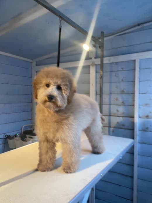 Freshly clipped apricot cockapoo standing on a grooming table in a sunlit blue-panelled grooming room
