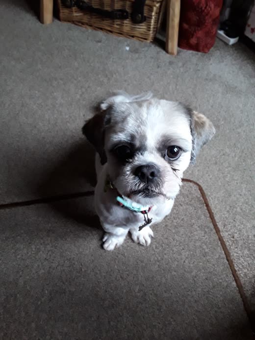 White and grey shih tzu with a freshly trimmed face sitting and looking up