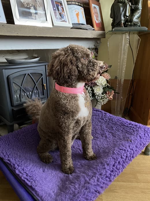 Brown cockapoo on a purple grooming mat wearing a flower bandana after a groom