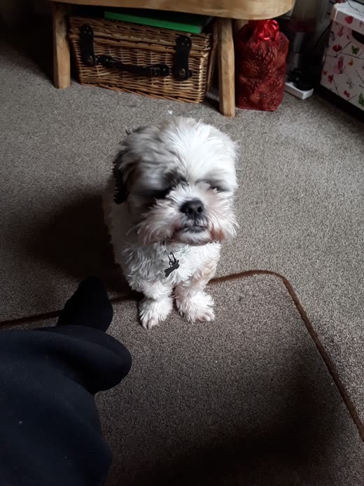 Small white and tan shih tzu at home looking up at the camera after a trim